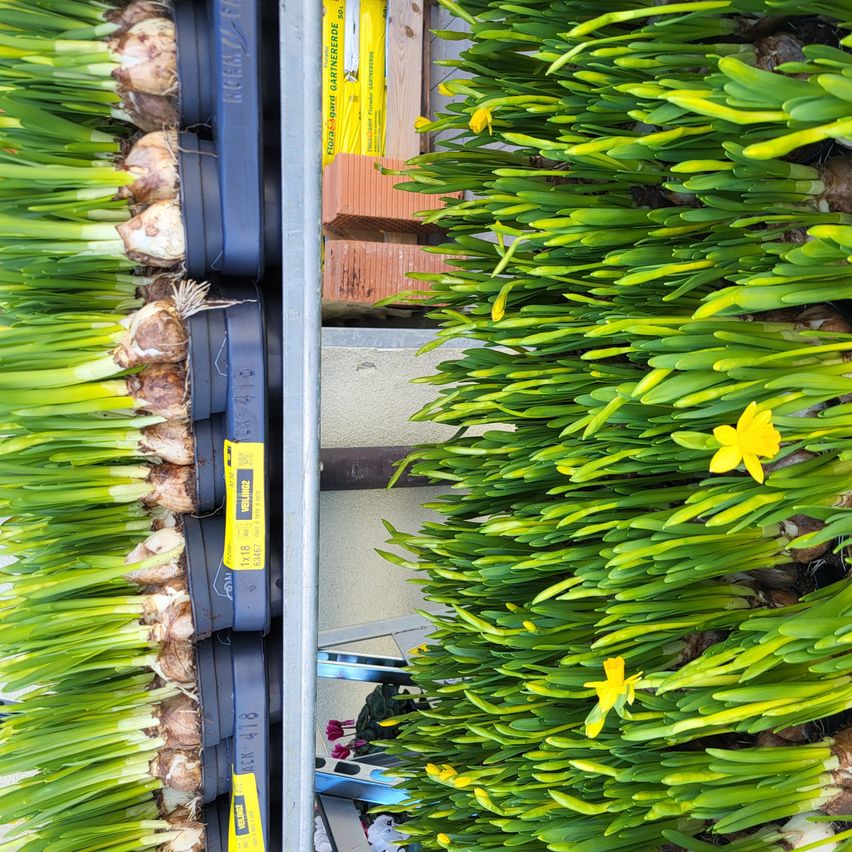 Ein Nahaufnahme von zwei Gartendisplays. Eines hat grüne Triebe mit gelben Blumen, das andere hat Zwiebelknollen in blauen Behältern.