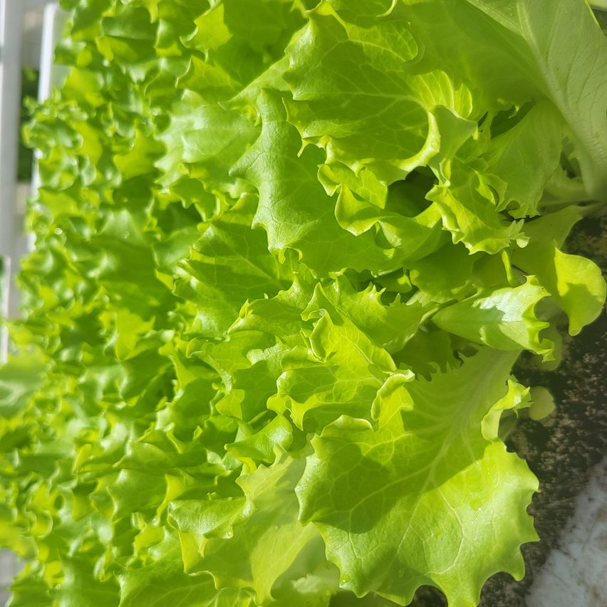 Ein Nahaufnahme von leuchtend grünen Salatblättern, die in einem vertikalen Garten wachsen und von Sonnenlicht beleuchtet werden.