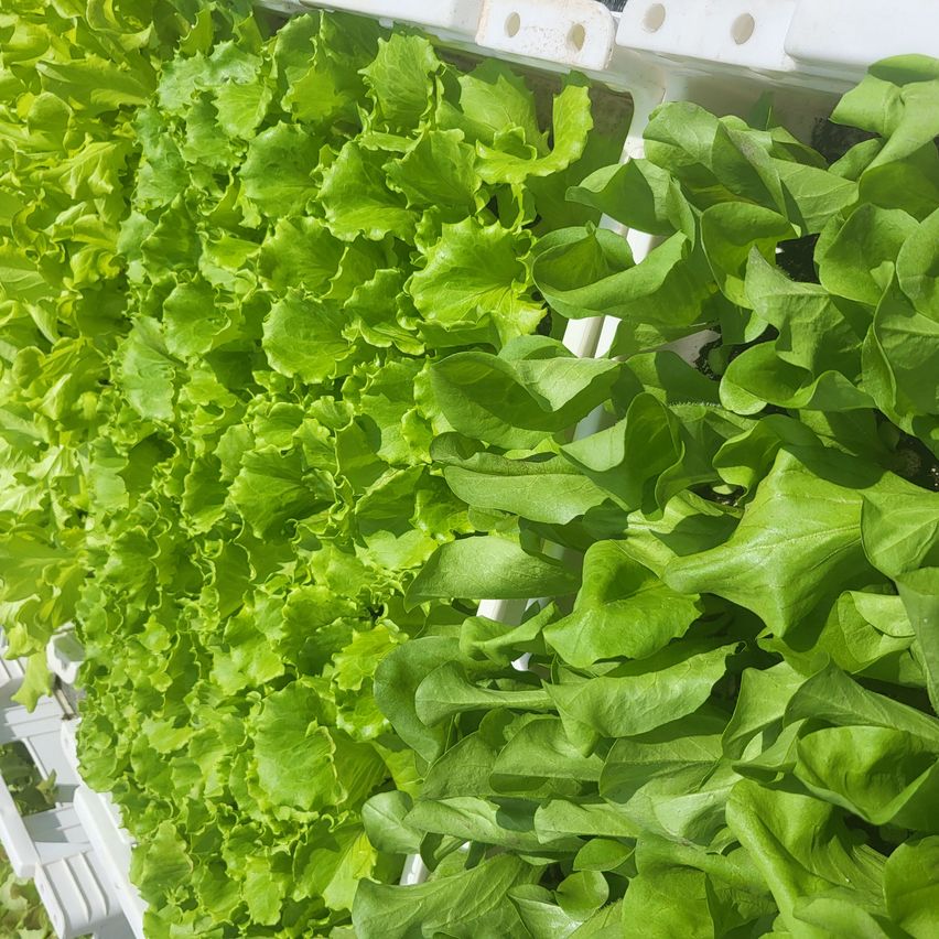 Ein Nahaufnahme einer vertikalen Gartenanlage, gefüllt mit üppigen, grünen Salatblättern, die in einem Hydroponiksystem wachsen.