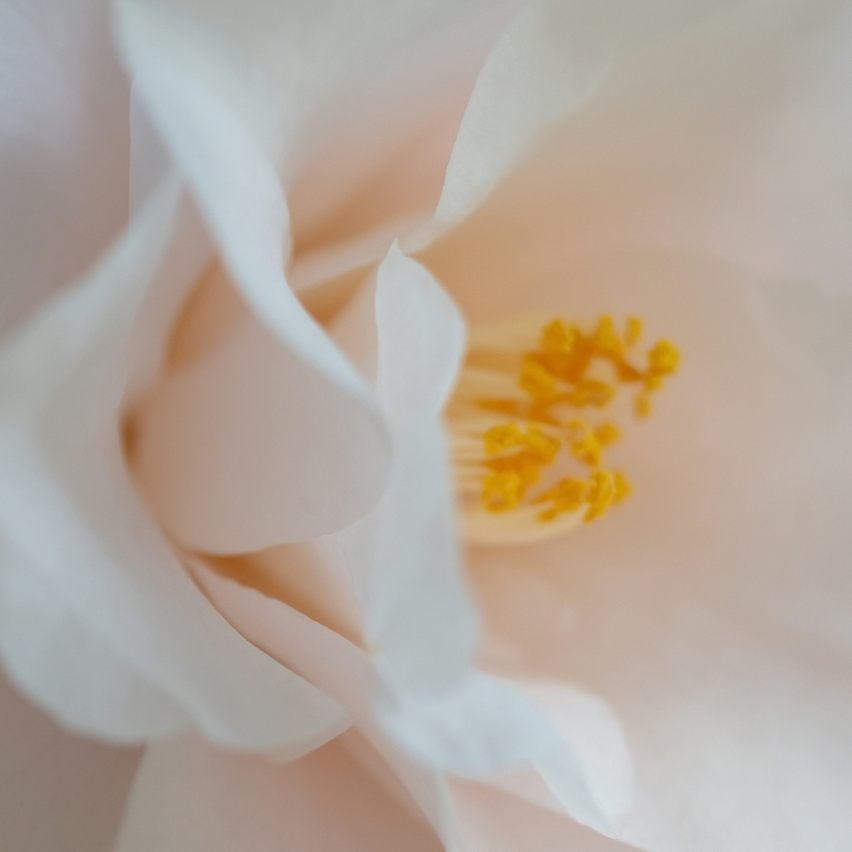 Bild enthält, Plant, Pollen, Flower, Petal, Rose