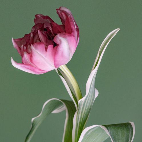Bild enthält, Flower, Plant, Petal, Flower Arrangement, Rose, Tulip