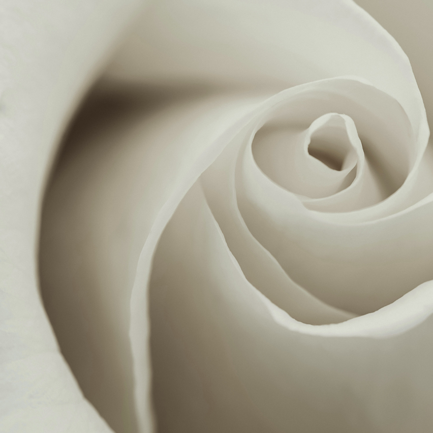 Bild enthält, Flower, Plant, Rose, Petal