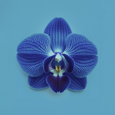 Bild enthält, Flower, Plant, Orchid
