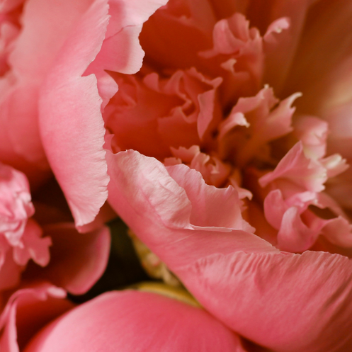 Bild enthält, Flower, Plant, Carnation, Petal, Rose, Peony, Geranium