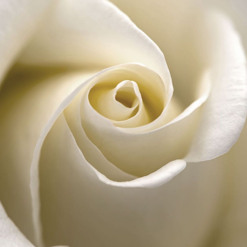 Bild enthält, Flower, Plant, Rose, Petal