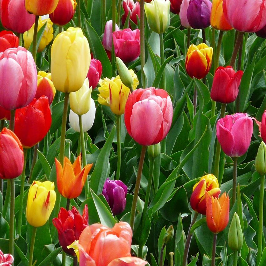 Bild enthält, Flower, Plant, Tulip, Outdoors, Nature