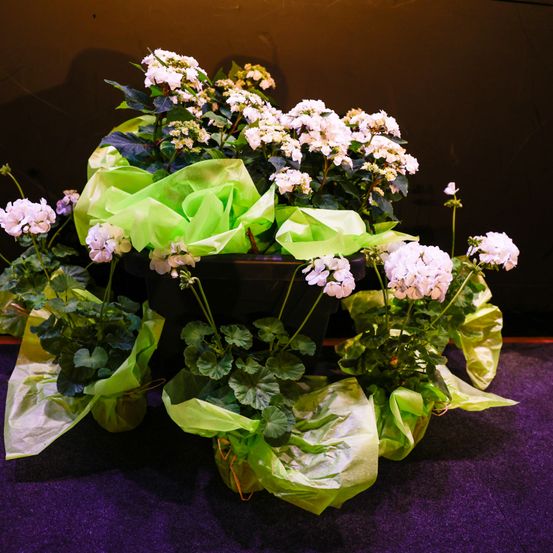Eine große Blumenarrangement mit weißen Blumen und grünen Blättern, in einem schwarzen Topf mit grünem Geschenkpapier auf einer lila Oberfläche angeordnet.