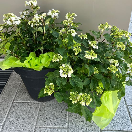 Zwei große schwarze Töpfe mit weißen und grünen Blumen auf einem gefliesten Boden, geschmückt mit grünen Bändern.