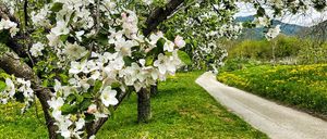 Ein Blick auf einen blühenden Apfelhain mit einem Weg, der durch grünes Gras führt, durchsetzt mit gelben Blumen.