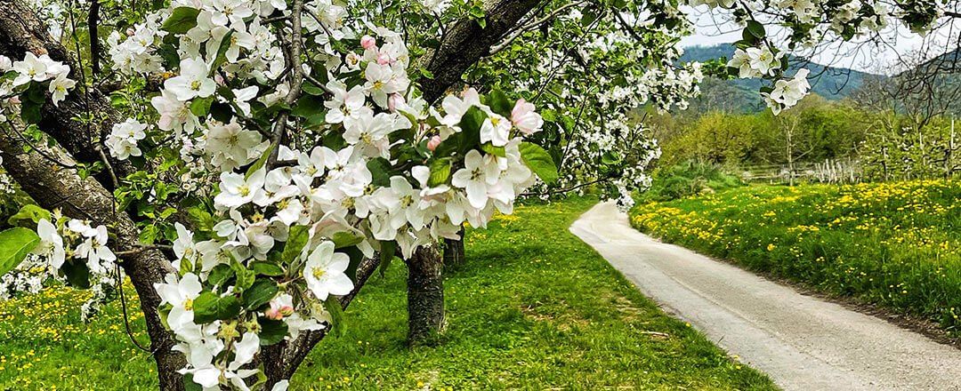 Ein Blick auf einen blühenden Apfelhain mit einem Weg, der durch grünes Gras führt, durchsetzt mit gelben Blumen.