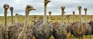 Ein Schwarm Strauße steht auf einem Feld unter einem bewölkten Himmel. Sie schauen nach links und haben ihre Hälse erhoben.