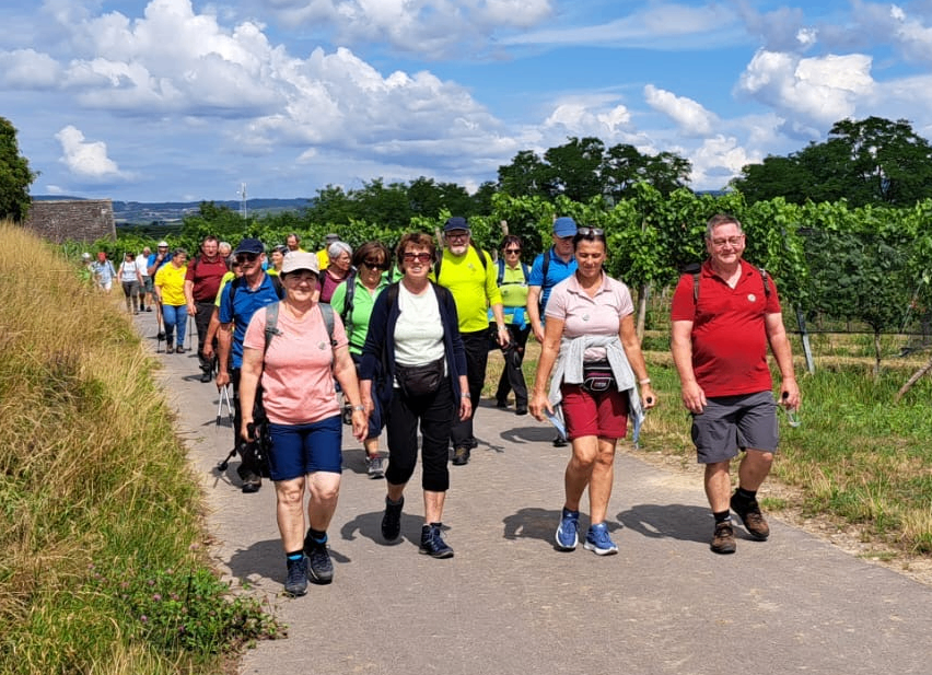 Eine Gruppe von Menschen geht auf einem Pfad in einem Weinberg. Sie sind in Freizeitkleidung gekleidet, einige tragen Hüte und haben Rucksäcke dabei. Der Pfad ist von üppiger Grünfläche umgeben, und der Himmel ist klar mit verstreuten Wolken.