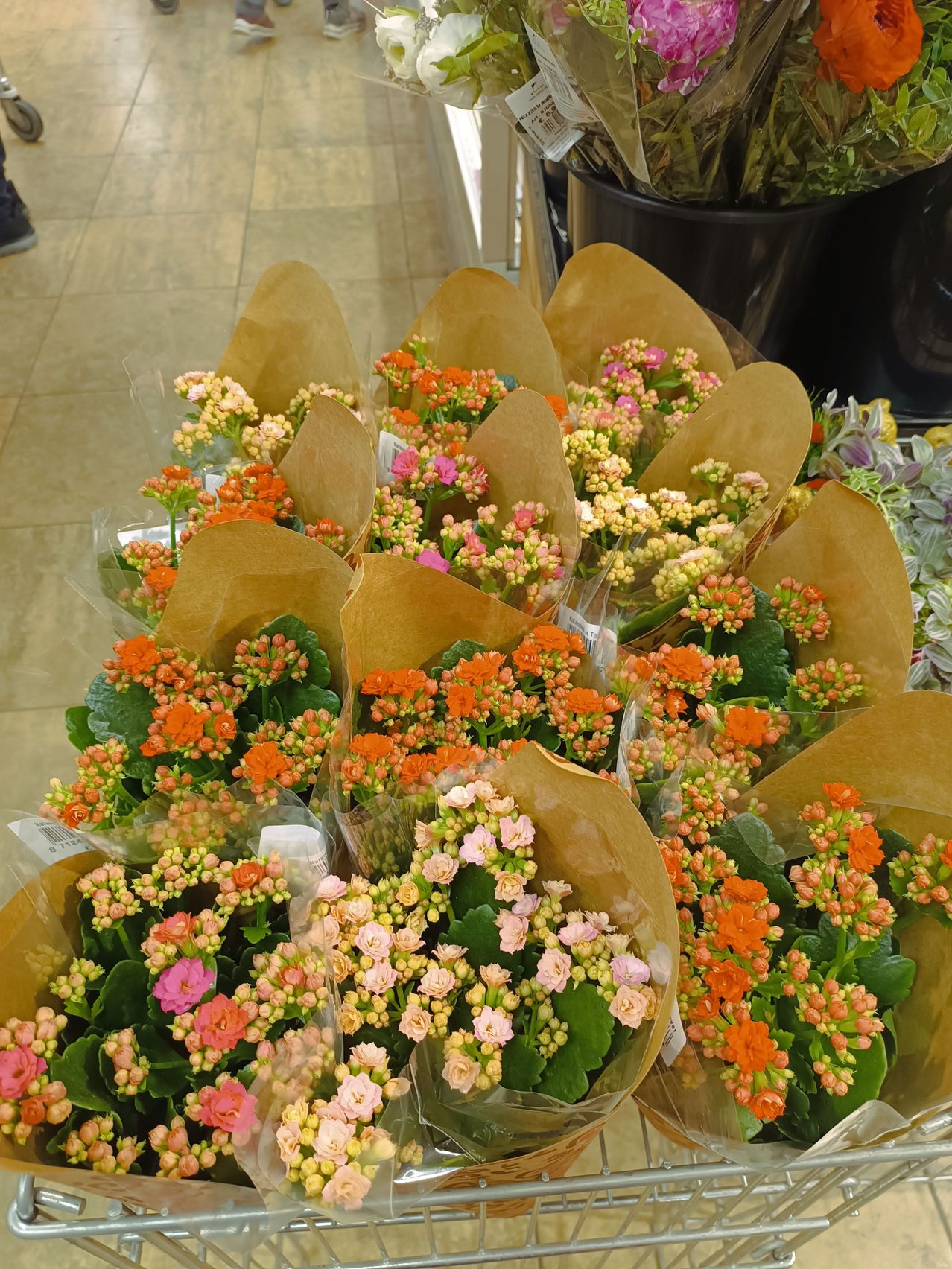 Eine Sammlung von orangefarbenen und rosa Kalanchoe-Blumen in Papierverpackungen auf einem gefliesten Boden, mit anderen Topfpflanzen im Hintergrund.