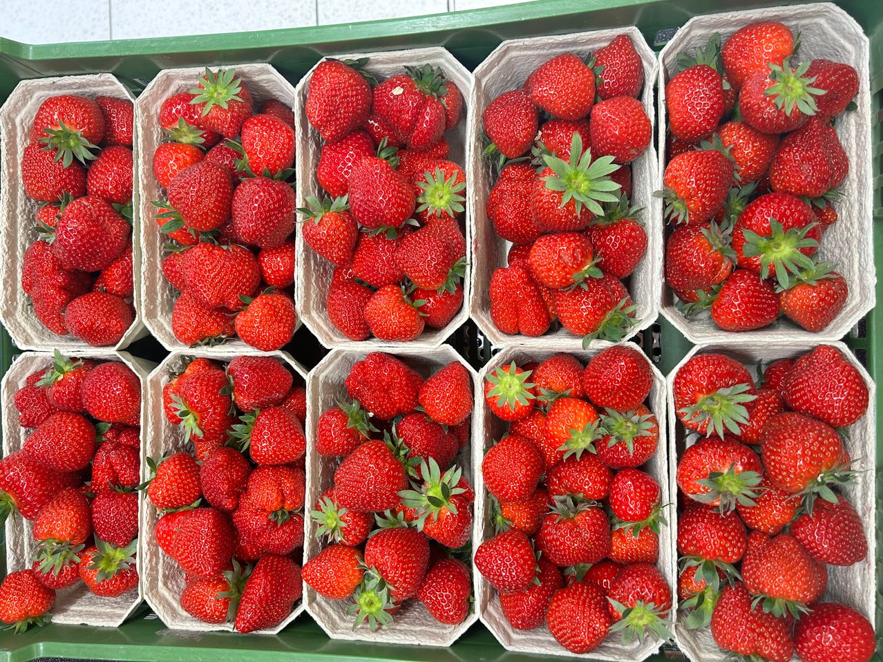 Ein Nahaufnahme von mehreren Kartons mit frischen Erdbeeren, ordentlich auf einem grünen Regal angeordnet.