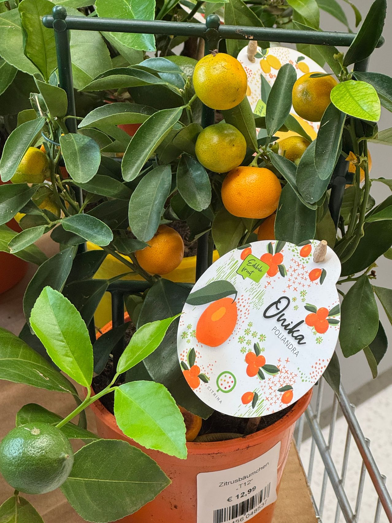 Ein Topf mit mehreren orangefarbenen Früchten, die an seinen Zweigen hängen, beschriftet mit 'Orika Poliandra'. Die Pflanze steht in einem braunen Topf mit grünen Blättern auf einem Metallwagen.