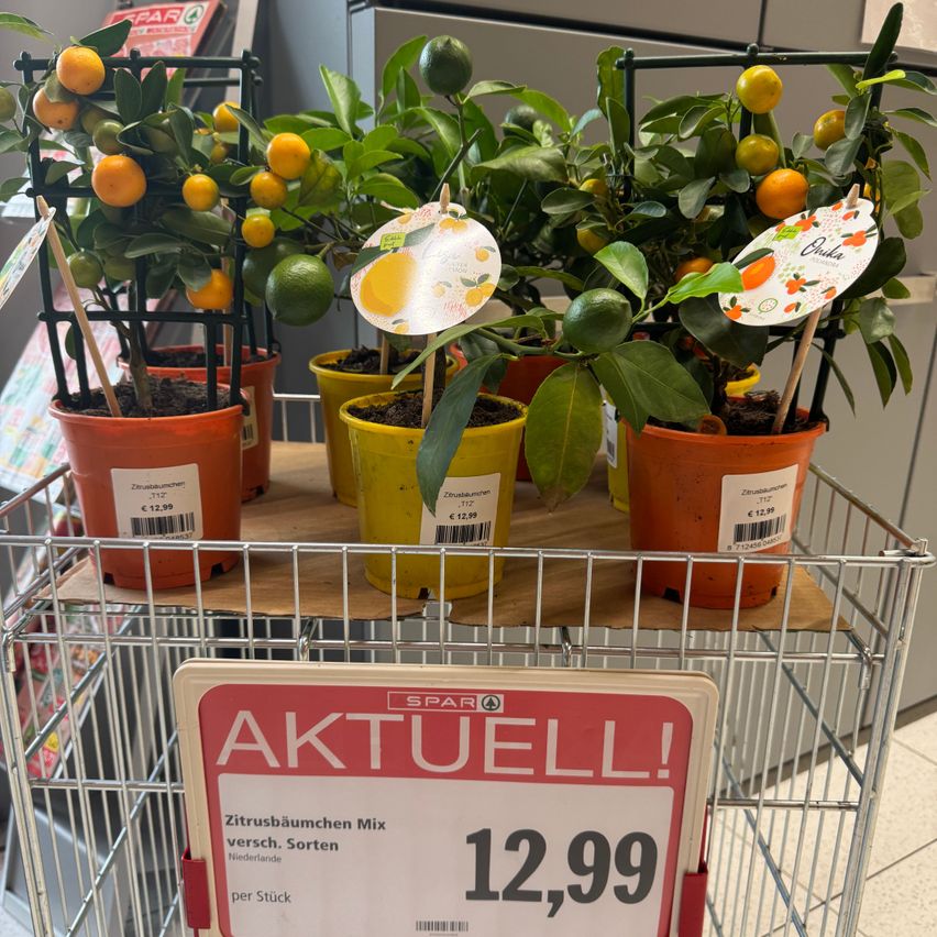 Ein Einkaufswagen mit mehreren Topfpflanzen von Zitrusbäumen im Angebot, jede mit Preisschildern, und ein Schild, das 'AKTUELL! Zitrusbaumchen Mix versch. Sorten Niederlande 12,99 pro Stück' anzeigt.