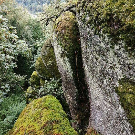Bild enthält, Moss, Vegetation, Land, Nature, Outdoors, Rainforest, Tree, Rock, Woodland, Jungle