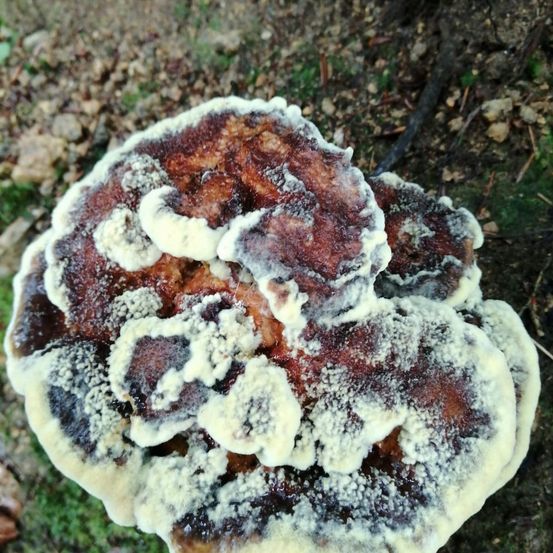 Bild enthält, Fungus, Plant, Mushroom, Agaric, Amanita