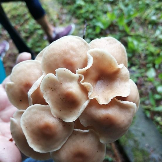 Bild enthält, Person, Fungus, Plant, Agaric, Amanita, Mushroom, Clothing, Footwear, Shoe