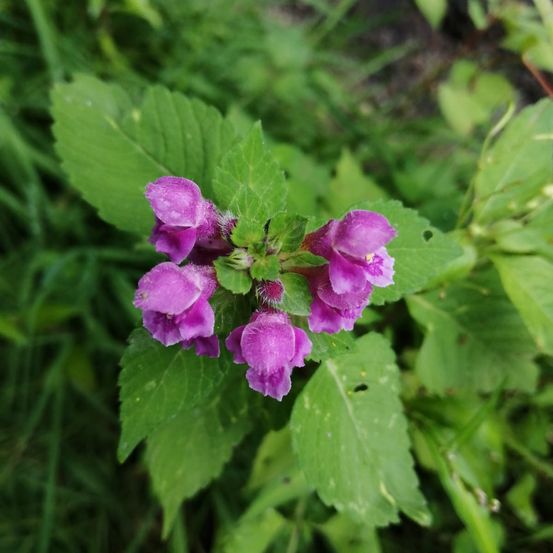 Bild enthält, Purple, Flower, Plant, Geranium, Herbal, Herbs, Petal, Vegetation, Leaf, Rose
