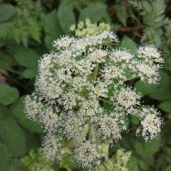 Bild enthält, Flower, Plant, Apiaceae, Herbal, Herbs
