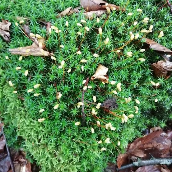 Bild enthält, Moss, Plant, Vegetation, Herbal, Herbs, Machine, Screw, Leaf, Fungus, Tree