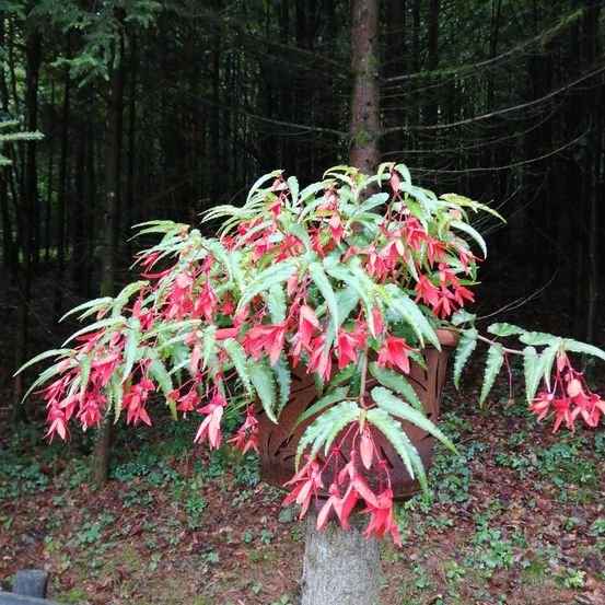 Bild enthält, Potted Plant, Vegetation, Tree, Planter, Land, Rainforest, Leaf, Flower, Petal, Grove
