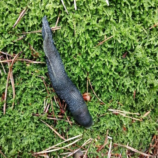 Bild enthält, Animal, Invertebrate, Slug