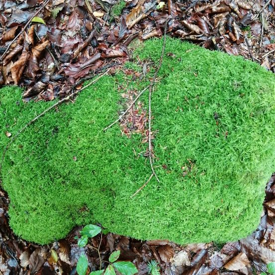 Bild enthält, Moss, Plant, Vegetation
