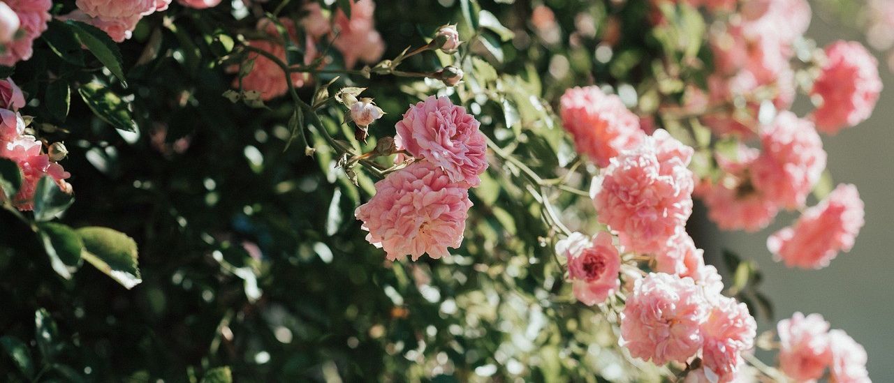 Flower, Petal, Plant, Carnation, Rose, Dahlia, Geranium, Outdoors, Nature