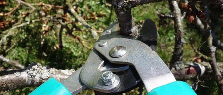 A pair of pruners with turquoise handles cutting a branch. The branch is brown with a few small white spots.