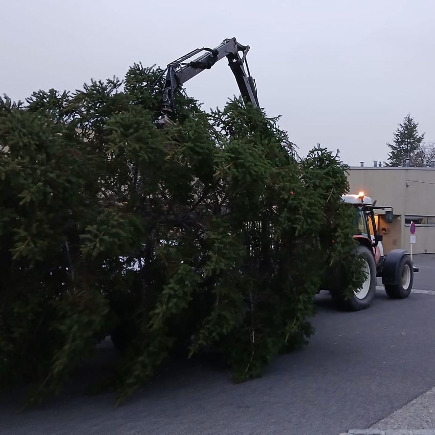 Ein Traktor mit einem Kranaufbau entfernt einen großen immergrünen Baum vor einem Gebäude unter einem bewölkten Himmel.