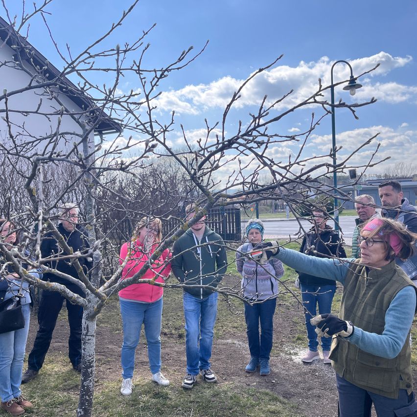 Eine Gruppe von Menschen ist um einen Baum versammelt, möglicherweise beim Beschneiden. Eine Frau mit Brille und Weste hält einen Ast. Der Himmel ist bewölkt.