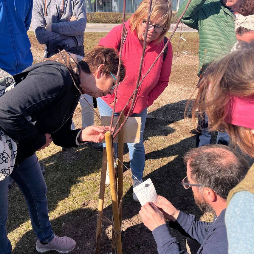 Mehrere Menschen stehen um einen frisch gepflanzten Baum herum. Eine Frau beugt sich herunter, um den Baum zu berühren. Ein Mann schaut auf ein Papier, das am Baum befestigt ist.