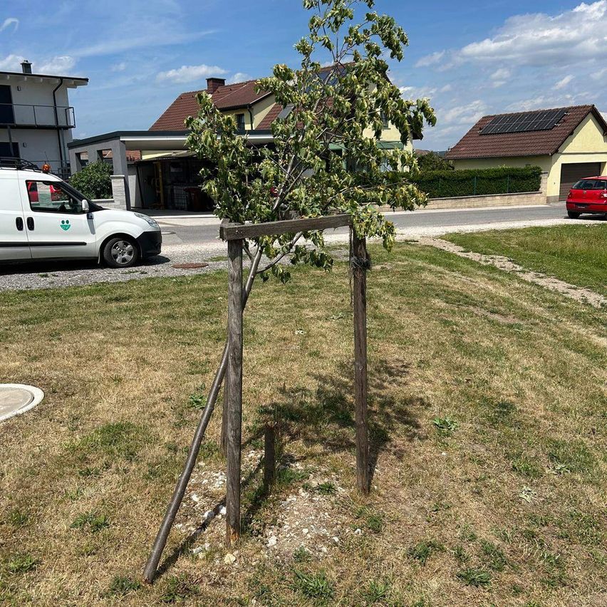 Ein kleiner Baum, der von Holzpfählen gestützt wird, steht auf einem Rasen neben Häusern und geparkten Autos. Ein Haus hat Solarpanele.