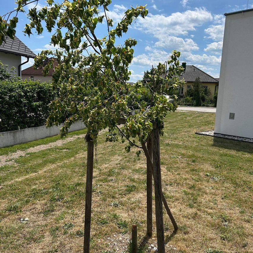 Ein kleiner Baum, der von Holzpfählen gestützt wird, in einem Hinterhof mit Rasen und einem weißen Gebäude.