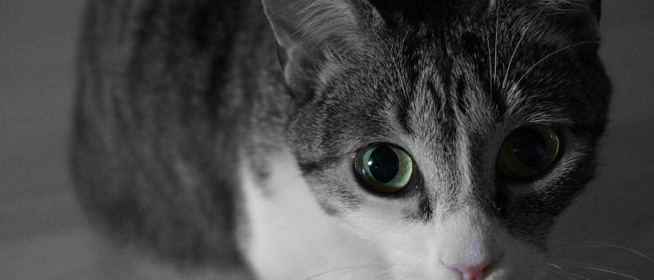 v1_migrated_image_92344426