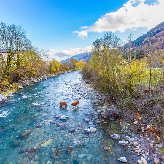 Eine Luftaufnahme eines Flusses mit Kühen im Wasser. Bäume säumen die Ufer, und Berge sind im Hintergrund.