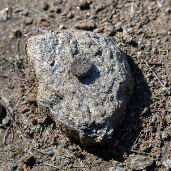 Ein großer grauer Stein mit einem kleinen, flachen Stein darauf liegt auf schlammigem Boden, umgeben von kleinen Zweigen und Gras.