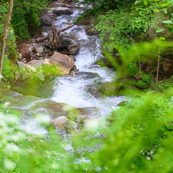 Ein kleiner Bach fließt durch einen üppigen, grünen Wald mit Felsen und umgestürzten Bäumen entlang seines Weges.