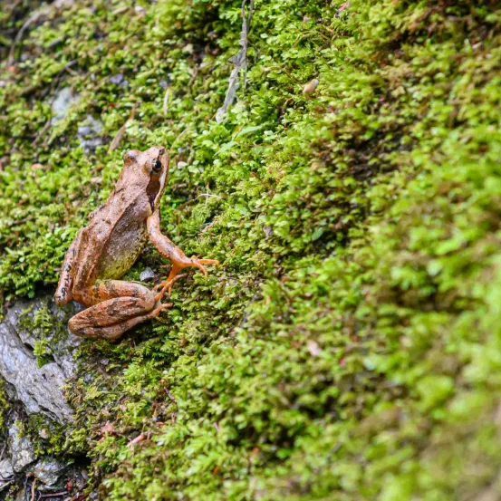 Ein Frosch sitzt auf einem moosbedeckten Felsen im Wald. Der Frosch hat einen braunen Körper und orangefarbene Beine.
