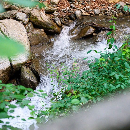 Ein klarer Wasserstrom fließt über Steine in einem Waldgebiet. Die Steine sind unterschiedlich groß und mit Moos bedeckt. Grüne Blätter umgeben den Bach.