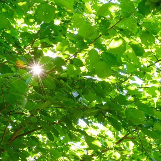 Ein heller Sonnenschein scheint durch ein Blätterdach. Das Licht filtert durch das Laub und wirft ein sanftes Leuchten.