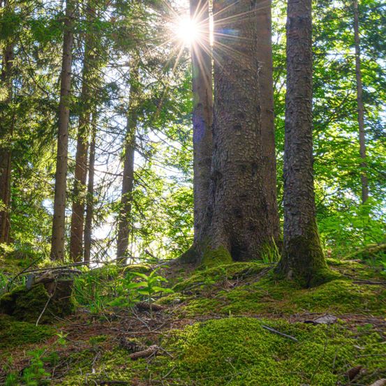 Sonnenlicht filtert durch einen dichten Wald und beleuchtet hohe Bäume mit moosbedeckten Wurzeln an einem sonnigen Tag.