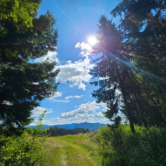 Bild enthält, Flare, Light, Sunlight, Tree, Nature, Outdoors, Sky, Vegetation, Scenery, Fir