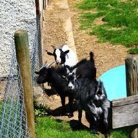 Bild enthält, Livestock, Animal, Goat, Mammal, Sheep, Canine, Dog, Pet, Mace Club, Weapon