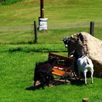 Bild enthält, Grass, Field, Grassland, Nature, Outdoors, Lawn, Countryside, Pasture, Sheep, Bulldozer