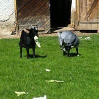 Bild enthält, Grass, Lawn, Livestock, Animal, Kangaroo, Mammal, Outdoors, Cow, Goat, Nature