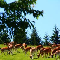 Bild enthält, Field, Grassland, Nature, Outdoors, Animal, Herd, Plant, Tree, Person, Flock