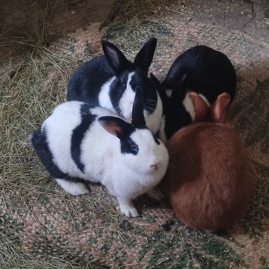 Bild enthält, Animal, Mammal, Rabbit, Canine, Dog, Pet, Rat, Rodent